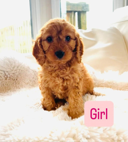 f1-cockapoo-puppies-ready-now-for-loving-homes-big-2