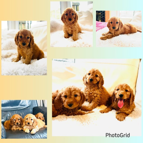 f1-cockapoo-puppies-ready-now-for-loving-homes-big-3