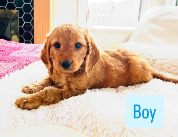 f1-cockapoo-puppies-ready-now-for-loving-homes-big-4