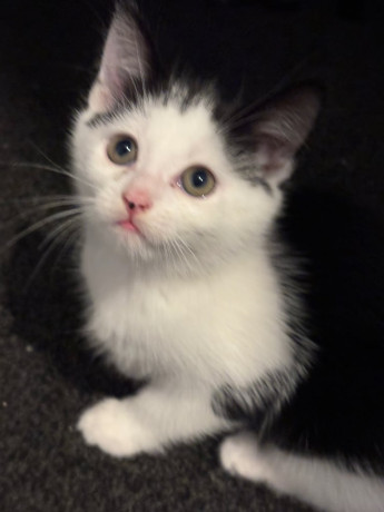 maine-coon-x-kittens-9-weeks-old-big-0
