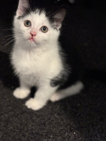 maine-coon-x-kittens-9-weeks-old-big-1