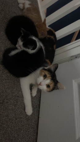 maine-coon-x-kittens-9-weeks-old-big-3