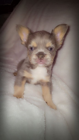 fluffy-isabella-and-tan-frenchbulldogs-ready-to-leave-now-big-1