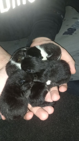 gorgeous-kittens-big-2