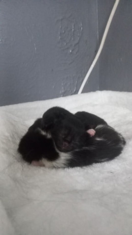 gorgeous-kittens-big-3