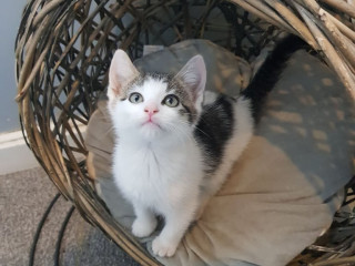 ragdoll-cross-turkish-angora-kittens