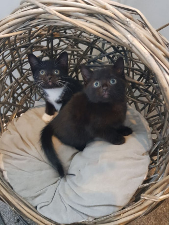 ragdoll-cross-turkish-angora-kittens-big-1