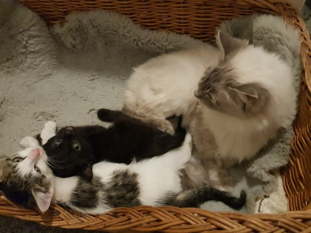 ragdoll-cross-turkish-angora-kittens-big-2