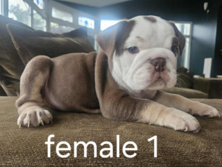 kc-registered-british-bulldog-english-bulldog