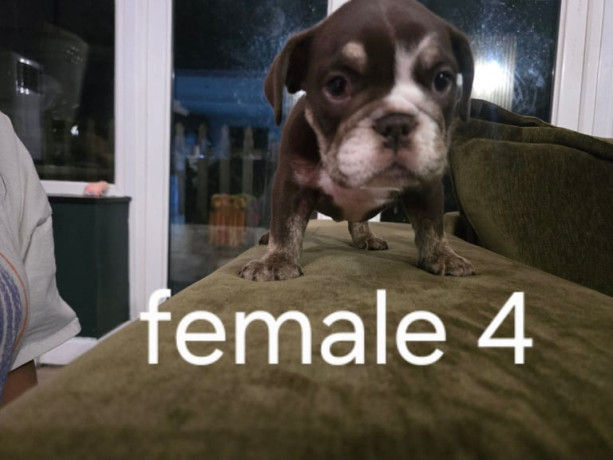 kc-registered-british-bulldog-english-bulldog-big-3