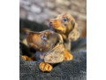 stunning-mini-smooth-dachshund-pupies-small-2