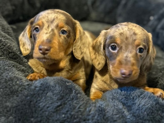 stunning-mini-smooth-dachshund-pupies