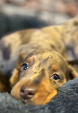 stunning-mini-smooth-dachshund-pupies-big-4