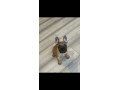 french-bulldog-puppies-for-sale-small-0