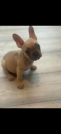 french-bulldog-puppies-for-sale-big-2