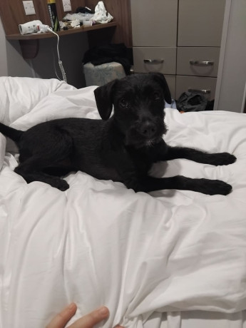 french-bulldog-puppies-for-sale-big-4