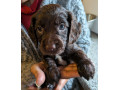 chocolate-sprocker-female-small-1