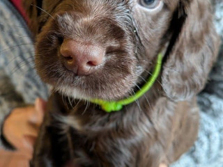 chocolate-sprocker-female