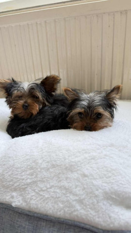 chocolate-sprocker-female-big-3