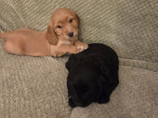cocker-spaniel-puppies