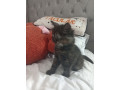 female-kitten-small-2