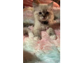 full-ragdoll-kittens-small-0