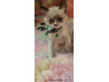 full-ragdoll-kittens-small-1