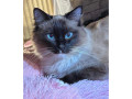 full-ragdoll-kittens-small-2