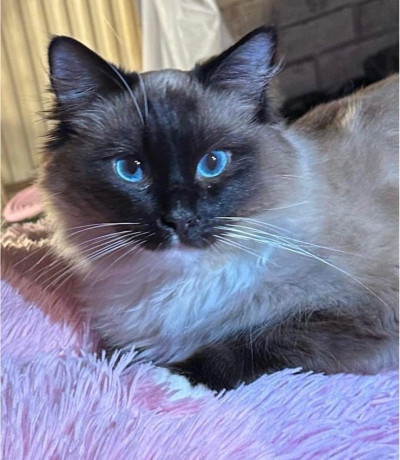 full-ragdoll-kittens-big-2