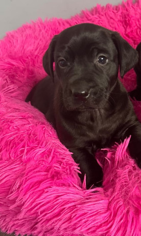 chunky-retriever-cross-pups-big-4