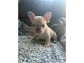 french-bulldog-puppies-small-0