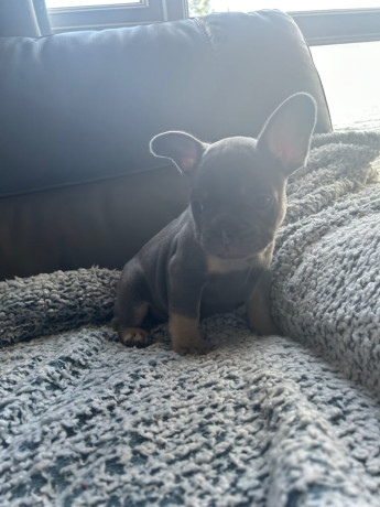 french-bulldog-puppies-big-2