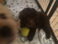 cavapoochon-puppies-5-weeks-insurance-included-small-1