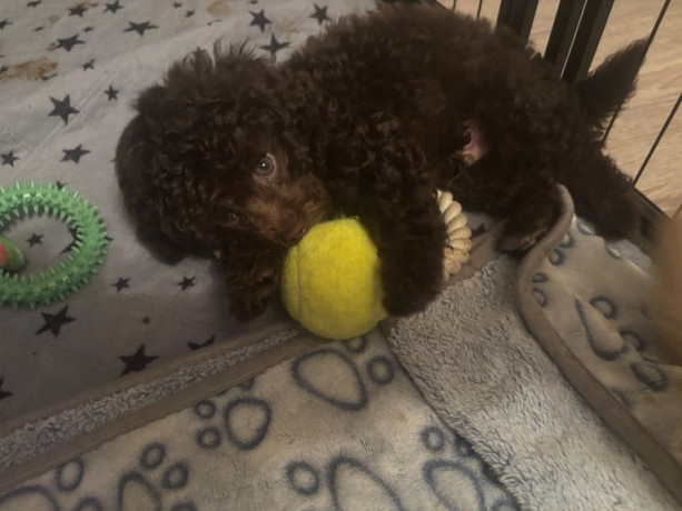 cavapoochon-puppies-5-weeks-insurance-included-big-2