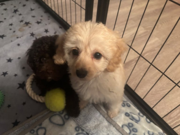 cavapoochon-puppies-5-weeks-insurance-included-big-4