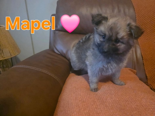 pomsky-f3b-ready-big-2