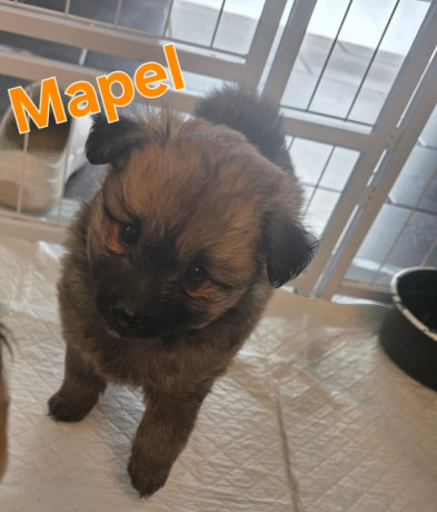 pomsky-f3b-ready-big-3