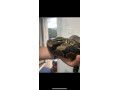 king-ball-python-snake-with-tank-small-0