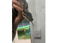 king-ball-python-snake-with-tank-small-1