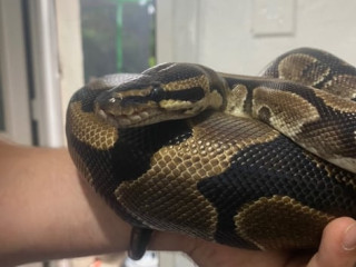 king-ball-python-snake-with-tank