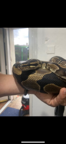 king-ball-python-snake-with-tank-big-0