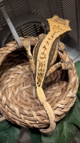 king-ball-python-snake-with-tank-big-3