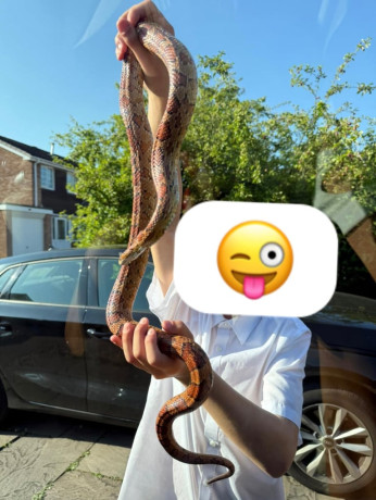 king-ball-python-snake-with-tank-big-4