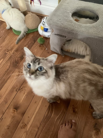 stunning-ragdoll-kittens-big-2