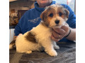 outstanding-pedigree-jack-russell-puppies-small-1