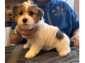 outstanding-pedigree-jack-russell-puppies-small-2