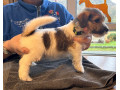 outstanding-pedigree-jack-russell-puppies-small-3