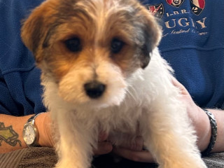 outstanding-pedigree-jack-russell-puppies