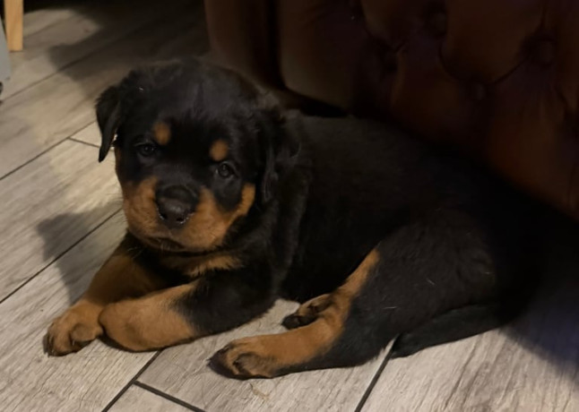 stunning-kc-registered-rottweiler-pups-big-2