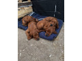 ikc-irish-red-setter-puppies-small-3